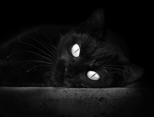 “德甲决战在即:领跑队伍士气高昂”,德甲收官战