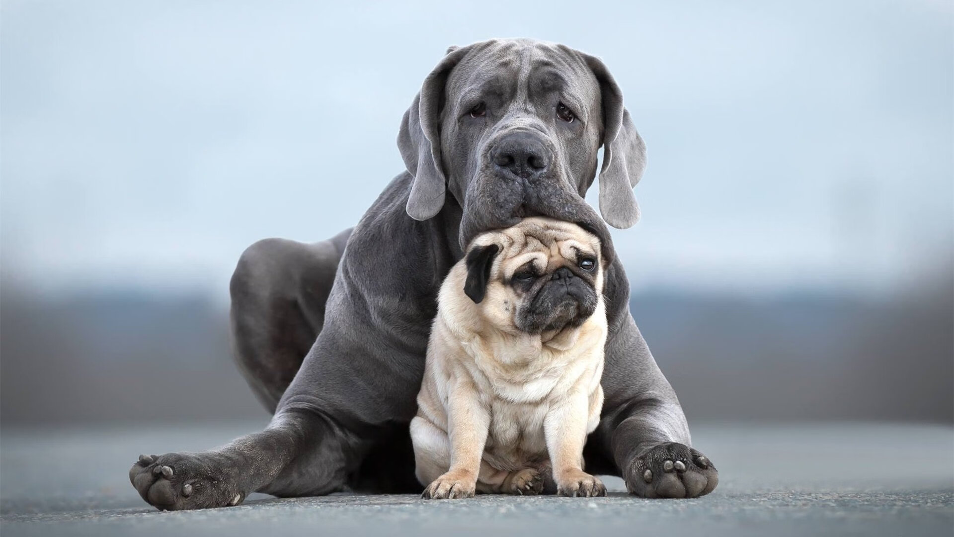 “英超最后几轮:谁能笑到最后?”,英超最后几名降级