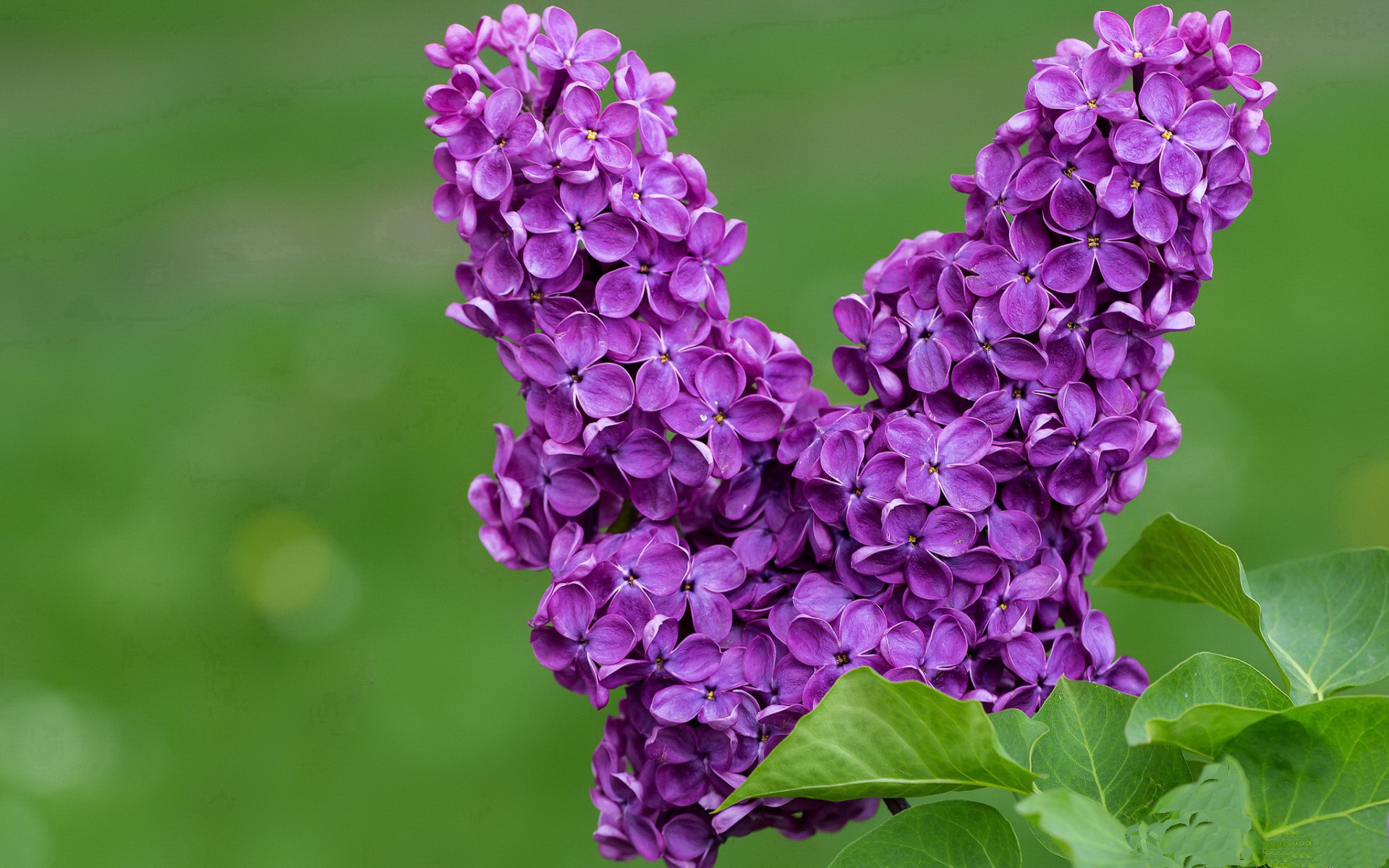 【联盟最强阵容】本赛季场均得分最高球队盘点,目前联盟最高的球员