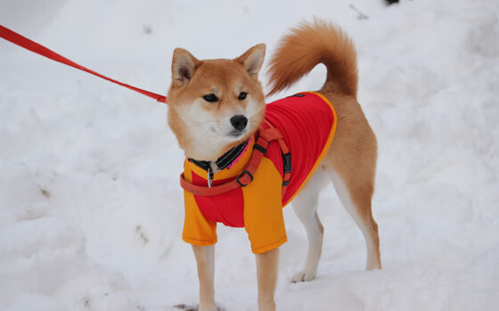 中国花样游泳队实现队史奥运金牌“零突破”,夺得集体和双人项目两金