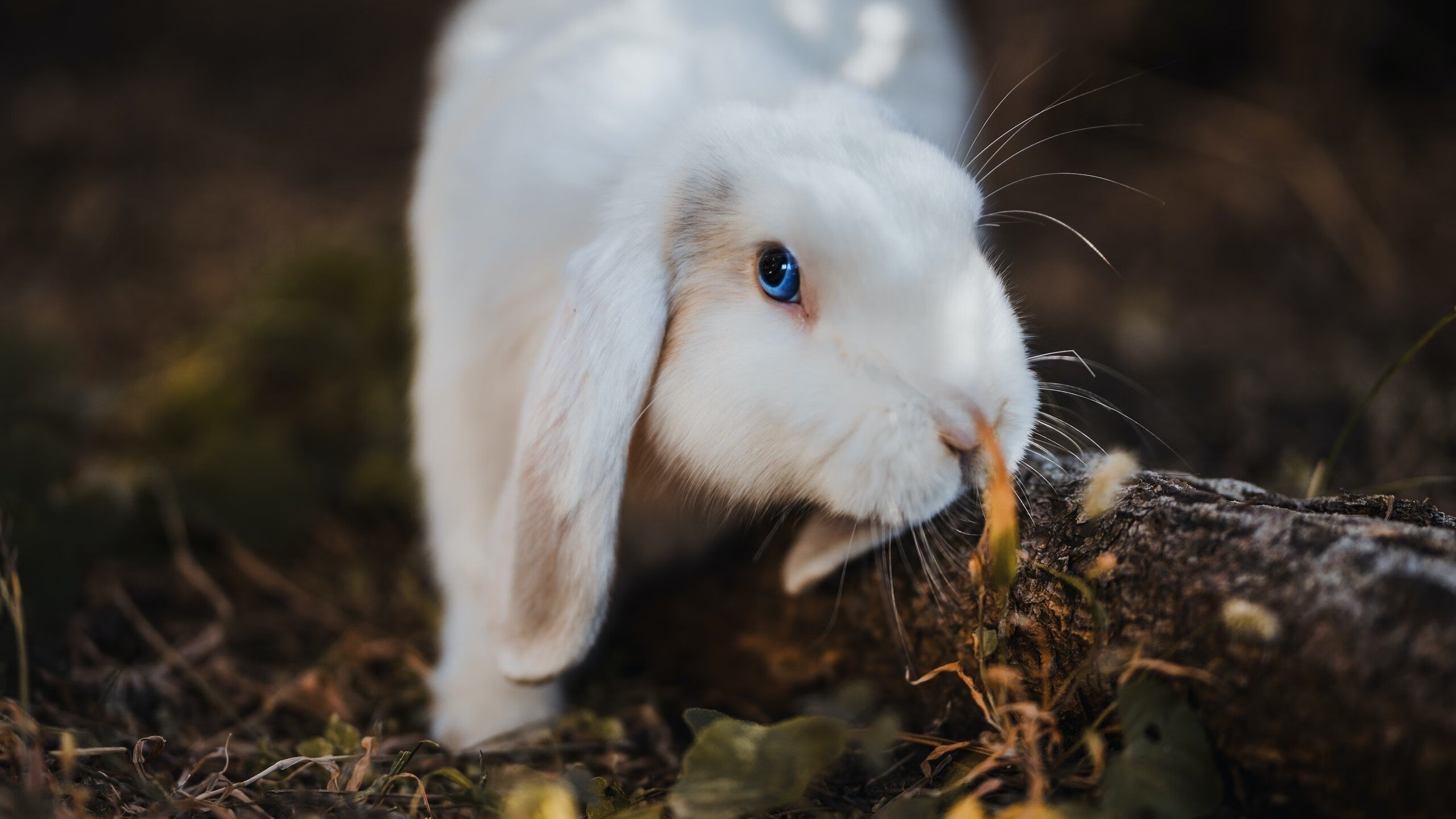 中国足球明星海外发展最新动态,足球 明星 中国