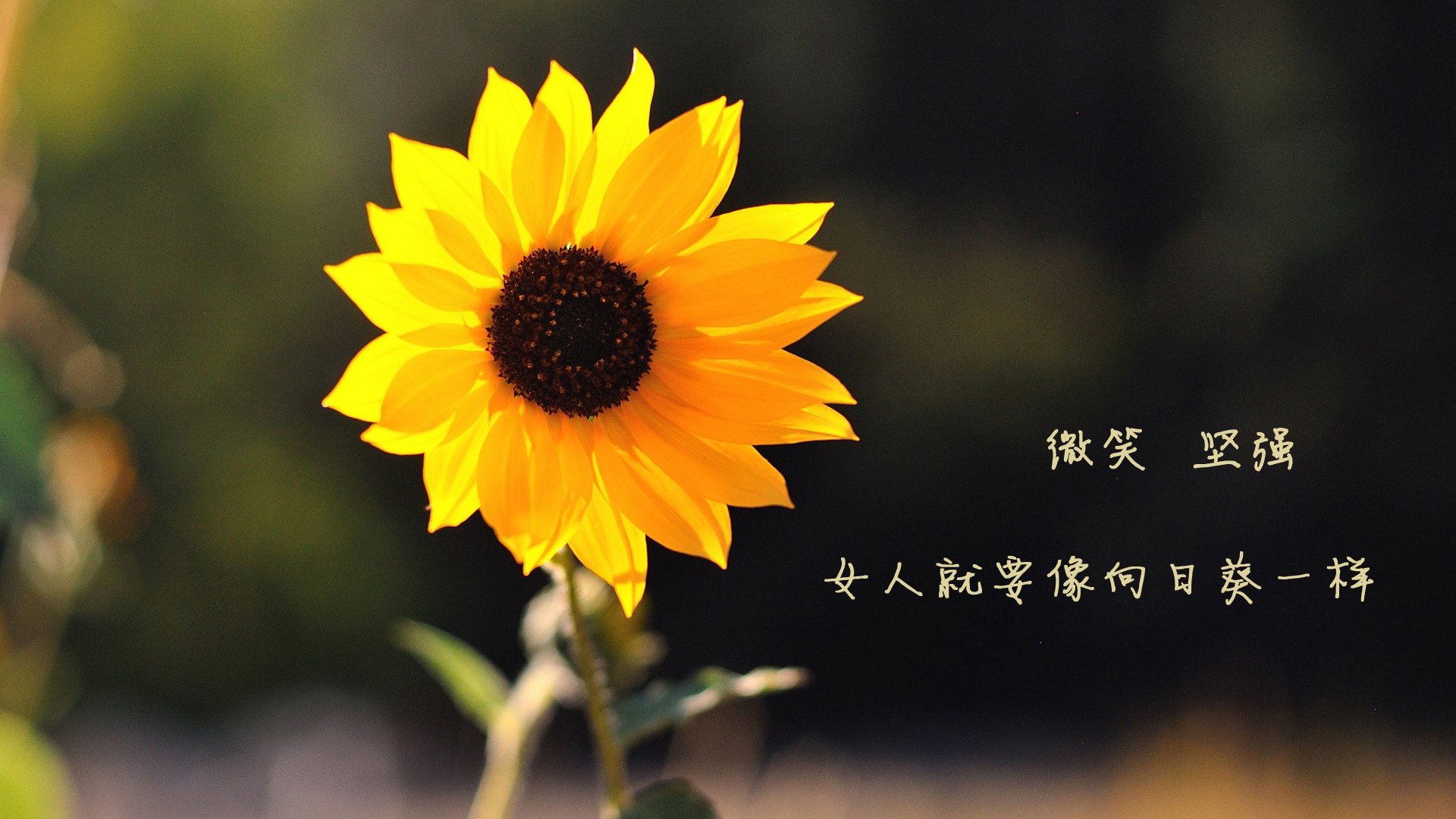 九游网页版入口-从开幕到收官：F1年度精彩瞬间集锦，2019年f1揭幕战中获得冠军的车队是